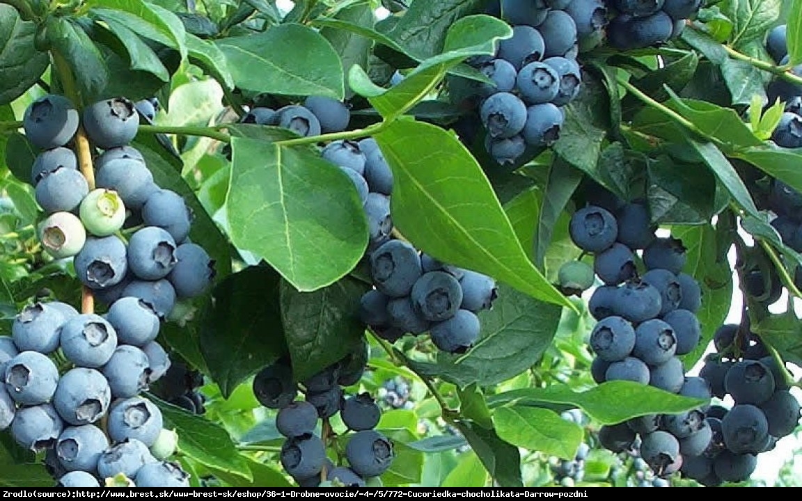 Borówka amerykańska Darrow  2 letnia - Vaccinium corymbosum  Darrow 