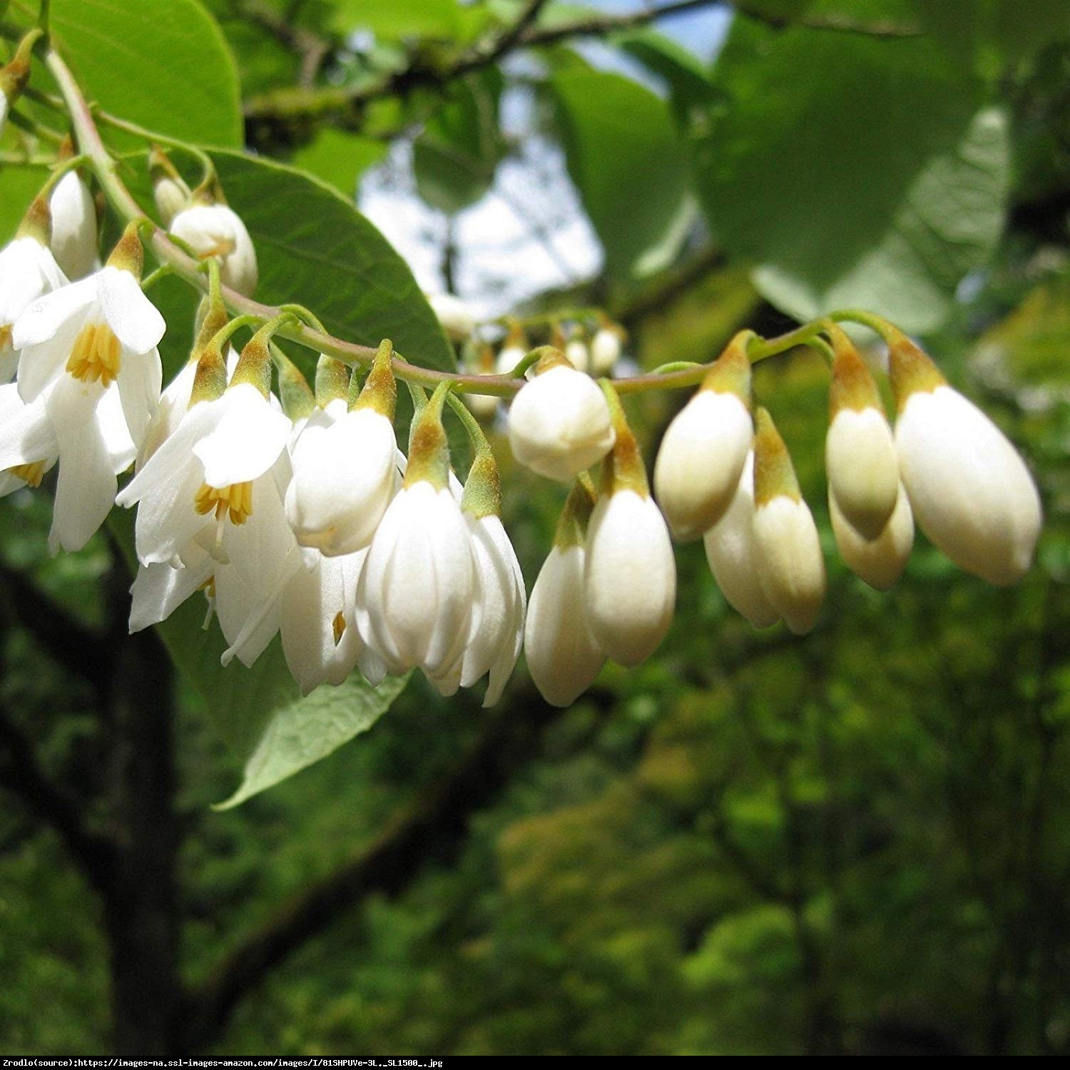 Styrak okrągłolistny - Styrax obassia