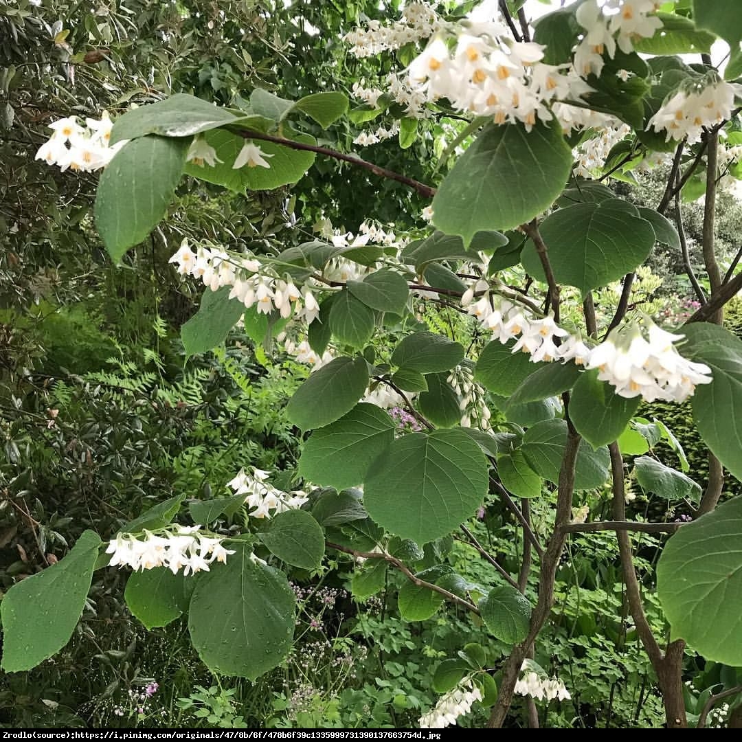 Styrak okrągłolistny - Styrax obassia