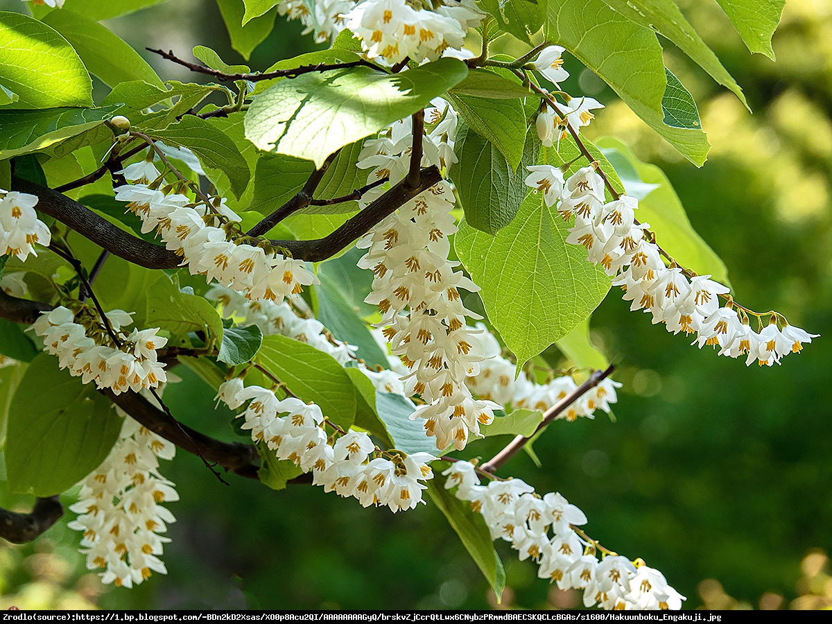 Styrak okrągłolistny - Styrax obassia