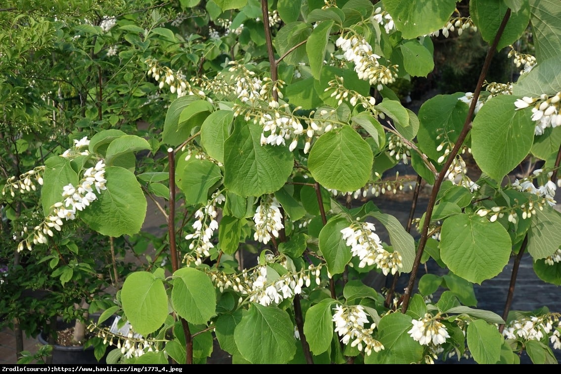 Styrak okrągłolistny - Styrax obassia