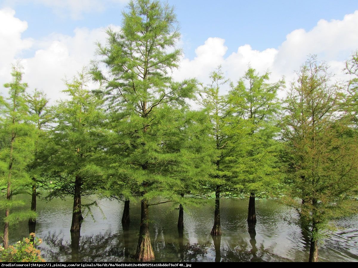 cypryśnik błotny - Taxodium distichum