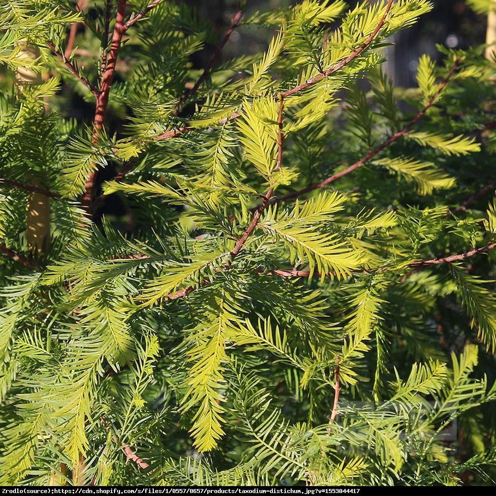 cypryśnik błotny - Taxodium distichum