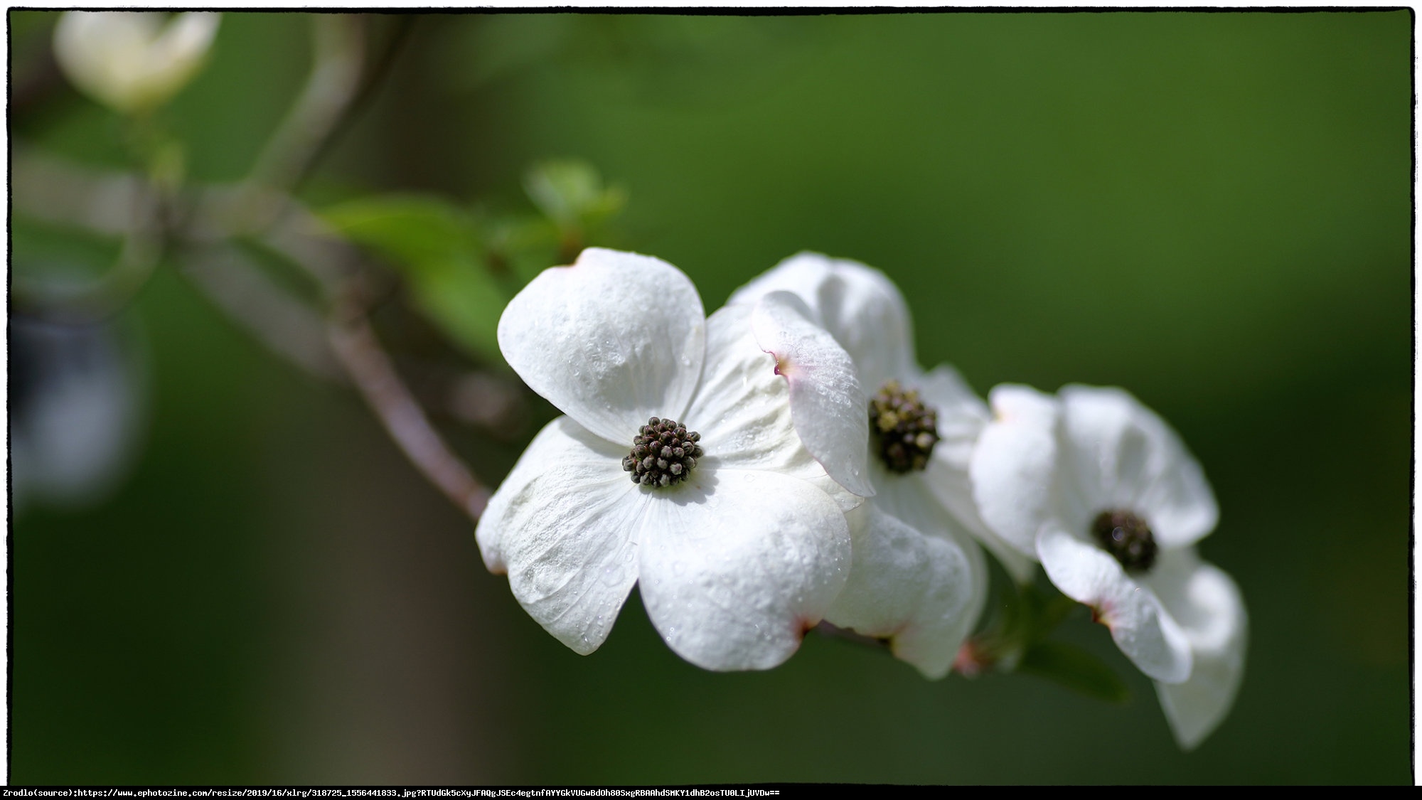 Dereń kolumnowy  Eddies White Wonder  - Cornus  Eddies White Wonder 