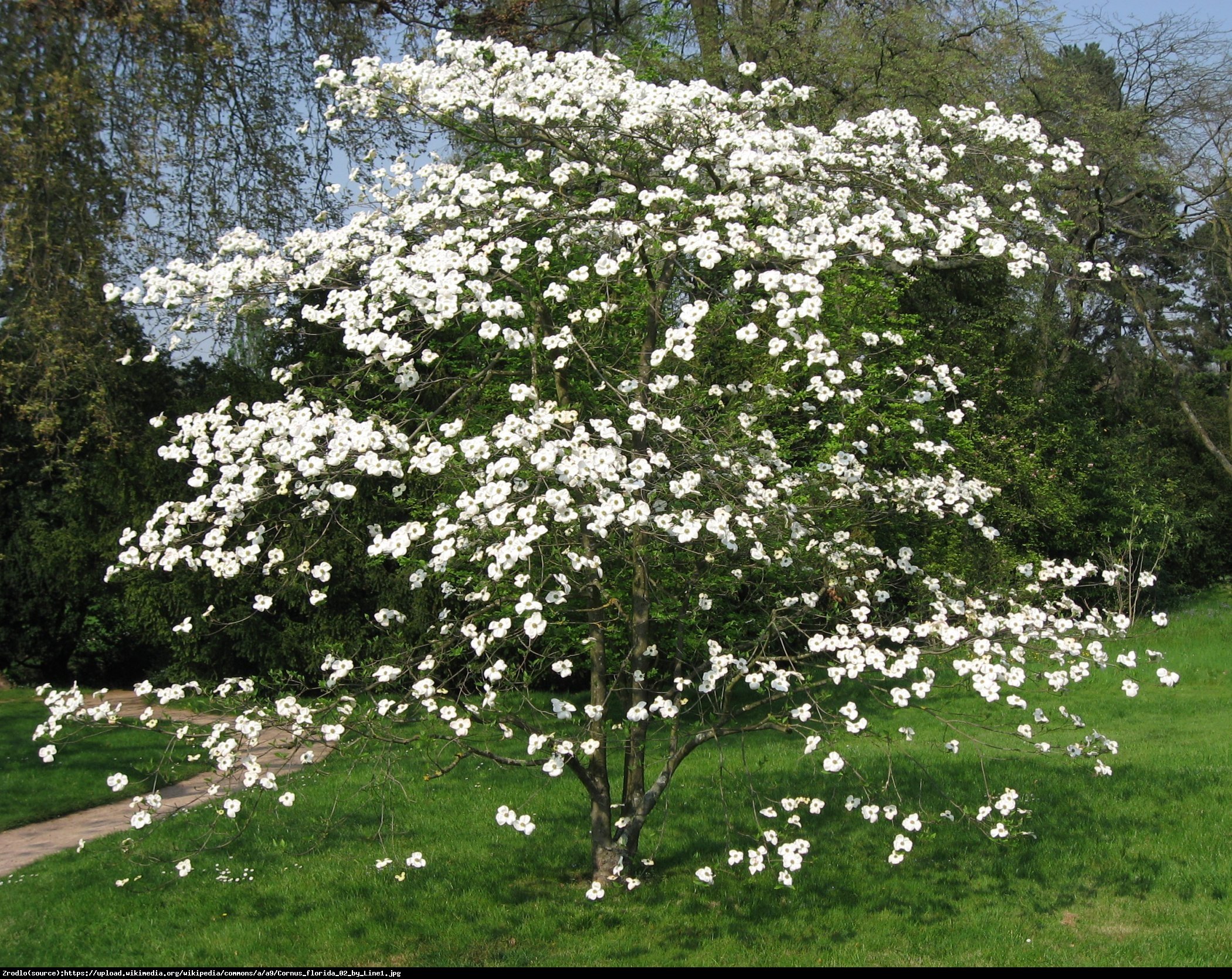 Dereń kolumnowy  Eddies White Wonder  - Cornus  Eddies White Wonder 