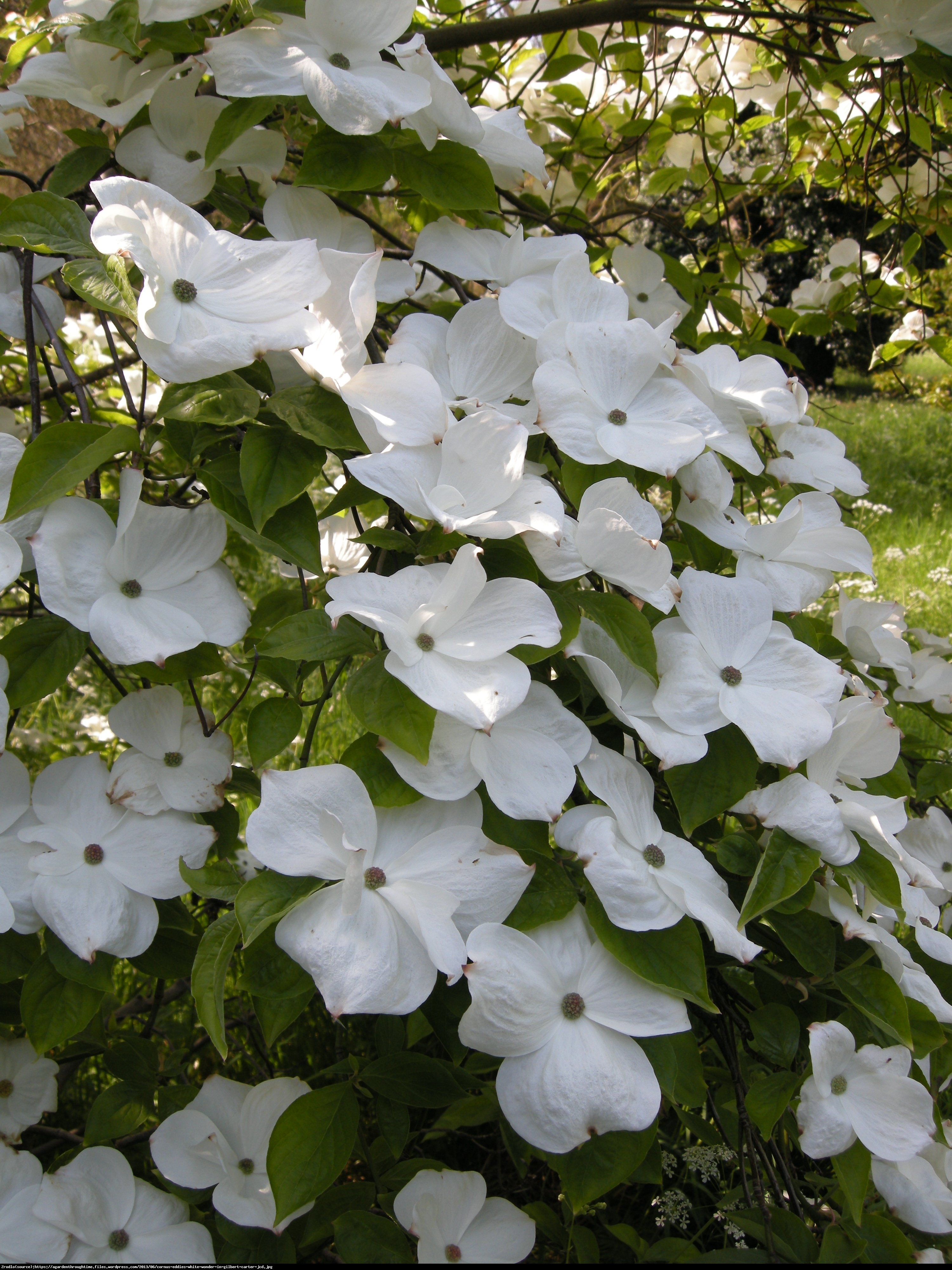 Dereń kolumnowy  Eddies White Wonder  - Cornus  Eddies White Wonder 