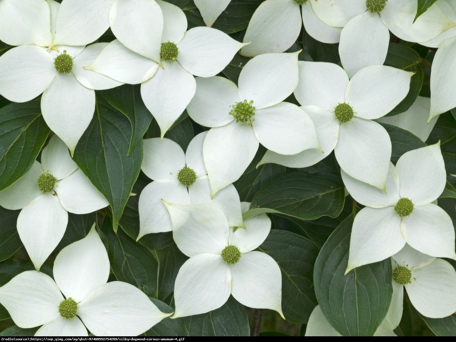 Dereń kousa BLUE SHADOW - Cornus kousa BLUE SHADOW