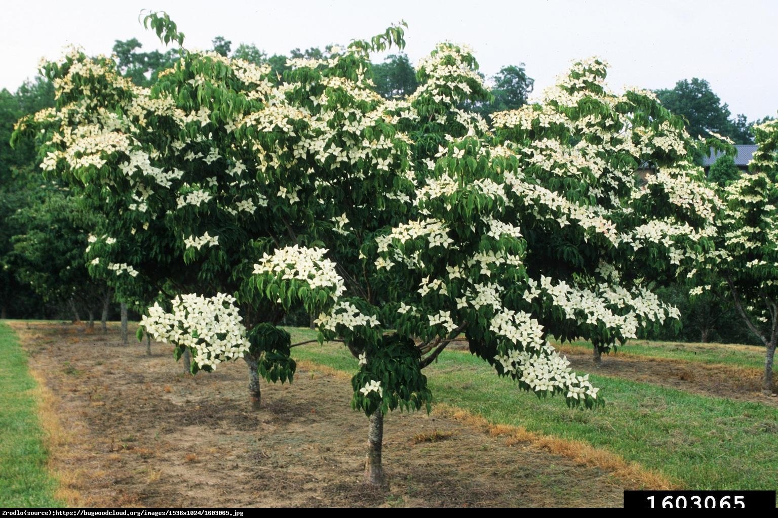 Dereń kousa BLUE SHADOW - Cornus kousa BLUE SHADOW