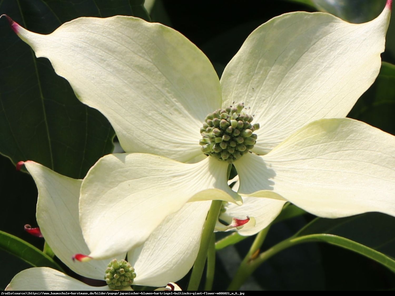 Dereń kousa   Bultincks Giant Flowers  - Cornus kousa  Bultincks Giant Flowers 