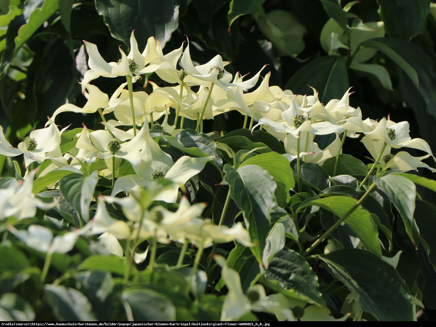 Dereń kousa   Bultincks Giant Flowers  - Cornus kousa  Bultincks Giant Flowers 