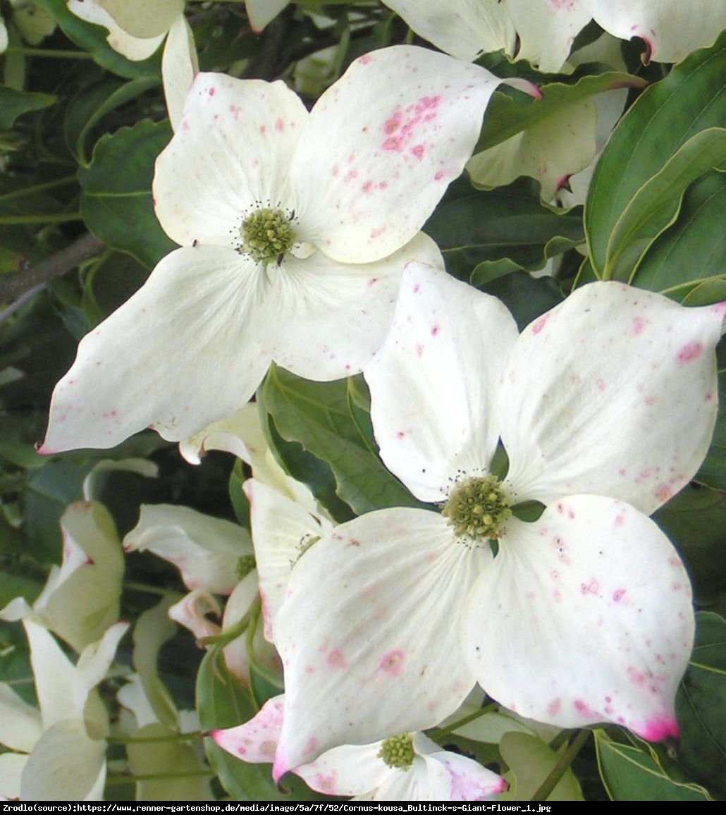 Dereń kousa   Bultincks Giant Flowers  - Cornus kousa  Bultincks Giant Flowers 