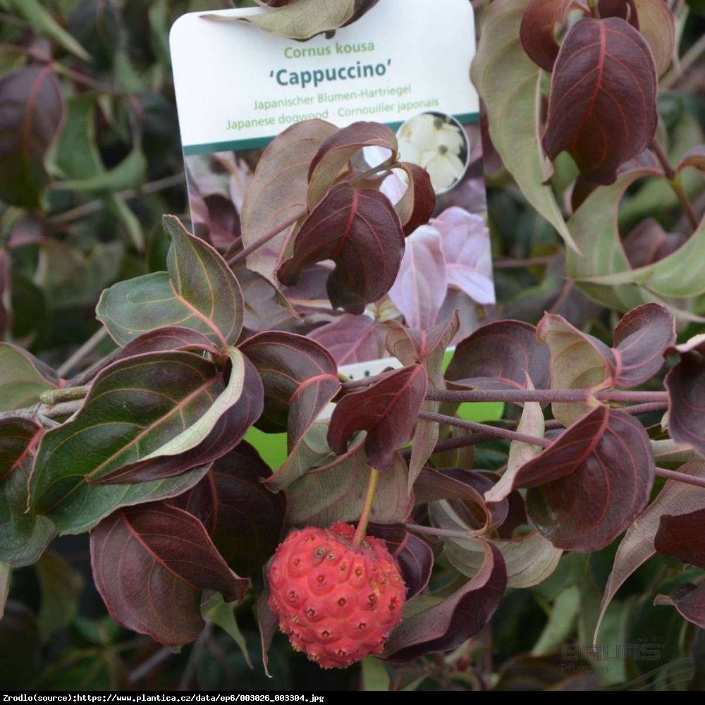 Dereń Kousa Cappuccino - CORNUS KOUSA CAPPUCCINO