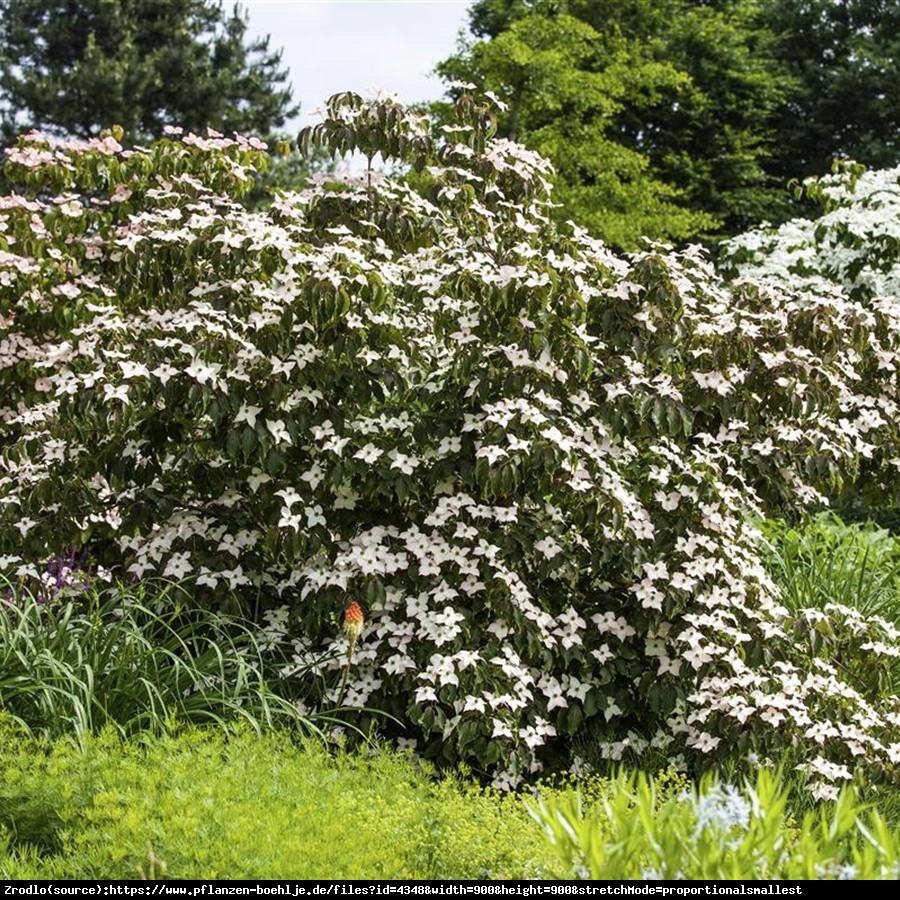 Dereń Kousa Cappuccino - CORNUS KOUSA CAPPUCCINO