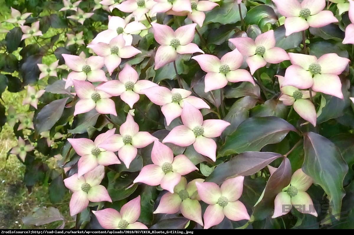 Dereń Kousa Cappuccino - CORNUS KOUSA CAPPUCCINO