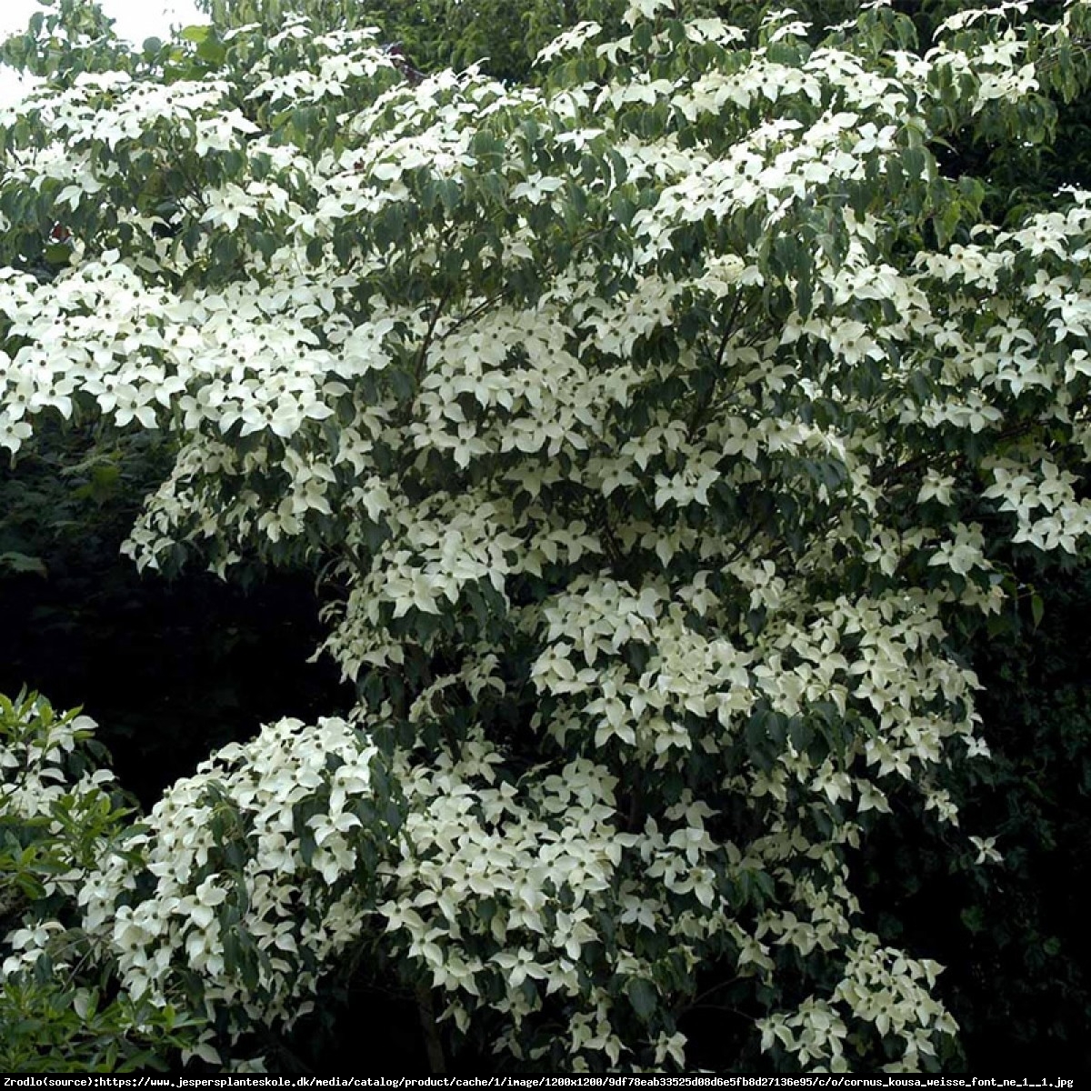 Dereń kousa Weisse Fontaine - Cornus kousa Weisse Fountaine