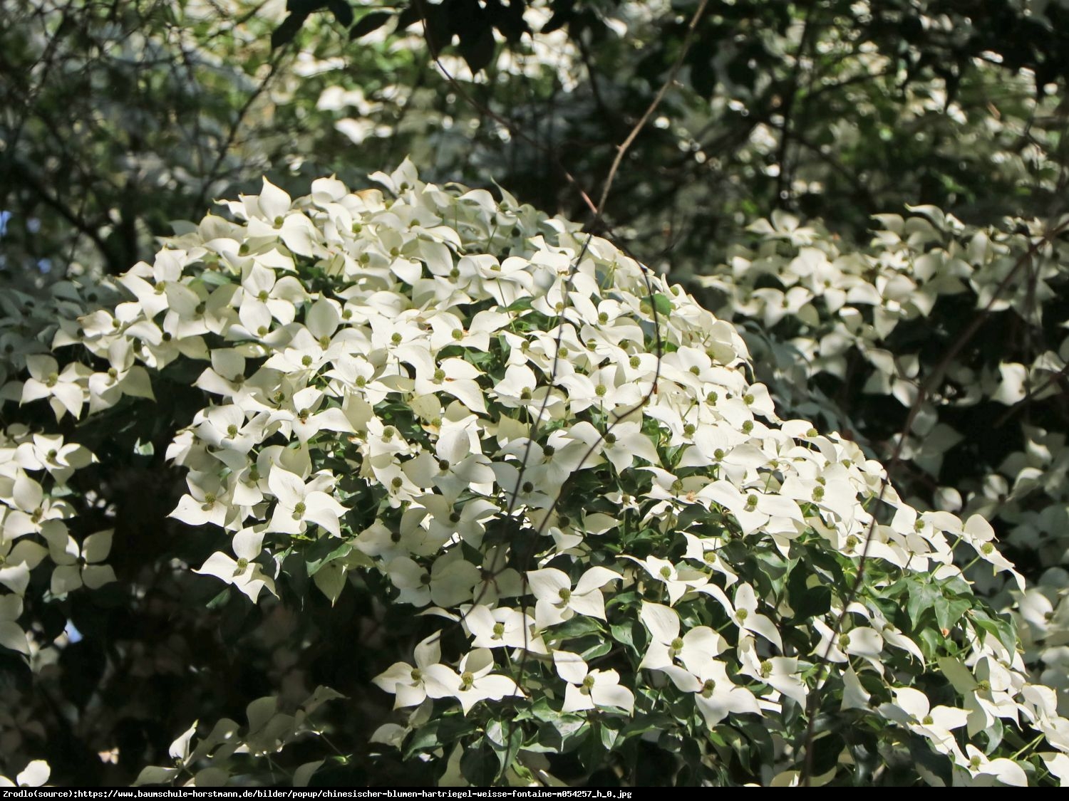 Dereń kousa Weisse Fontaine - Cornus kousa Weisse Fountaine