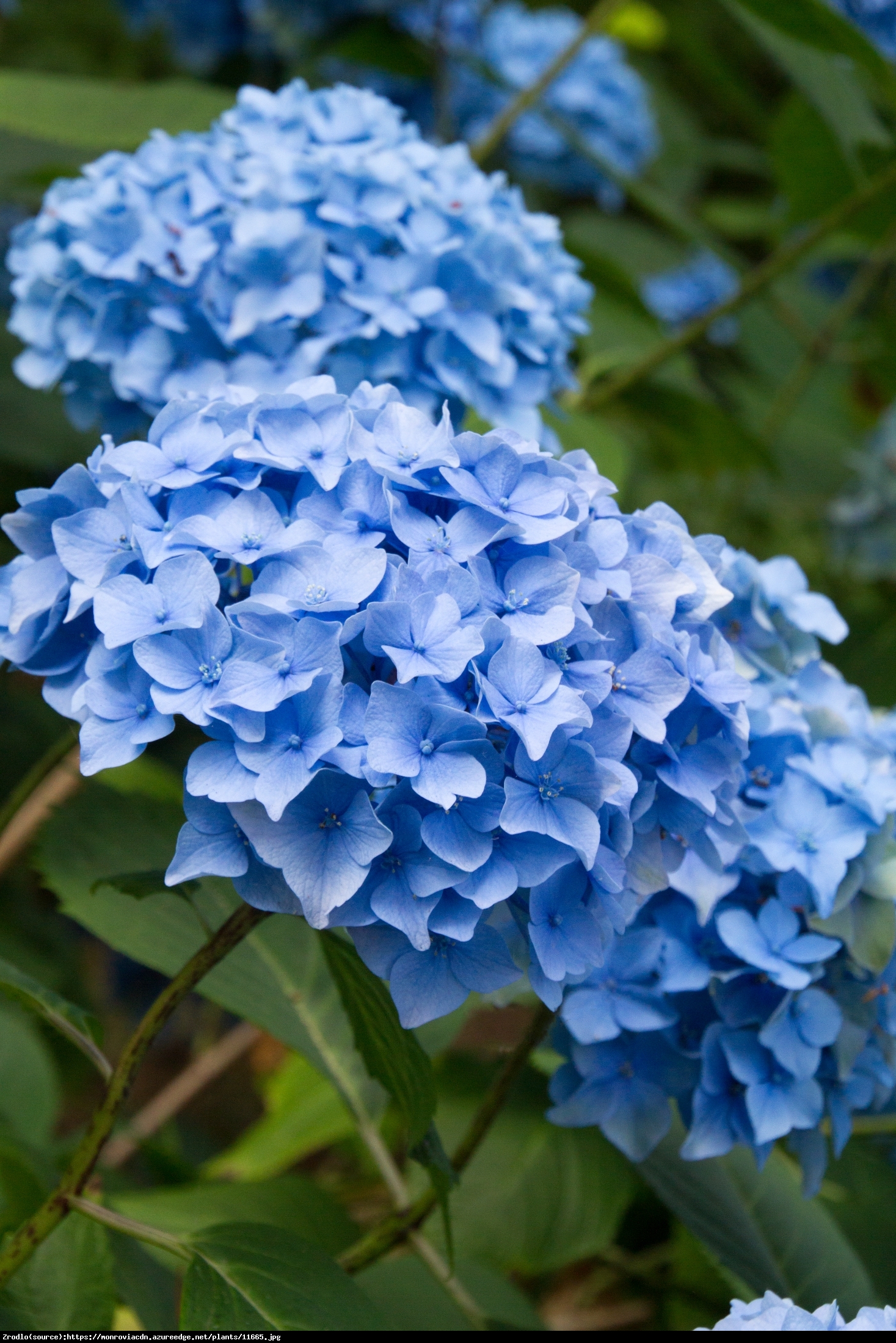 Hortensja ogrodowa Baby Blue - Hydrangea macrophylla Baby Blue