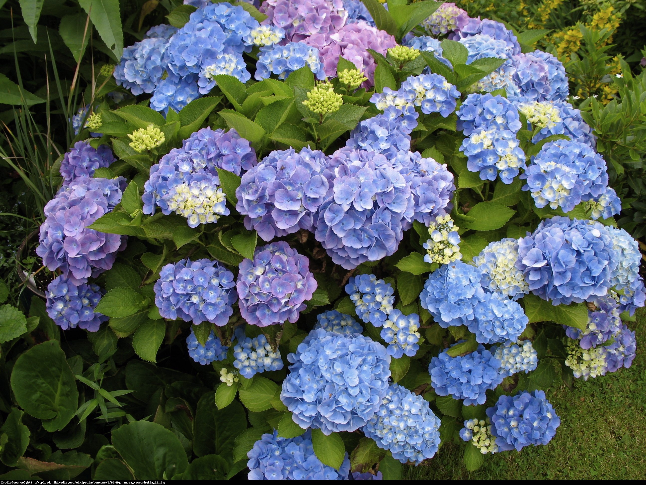 Hortensja ogrodowa Baby Blue - Hydrangea macrophylla Baby Blue