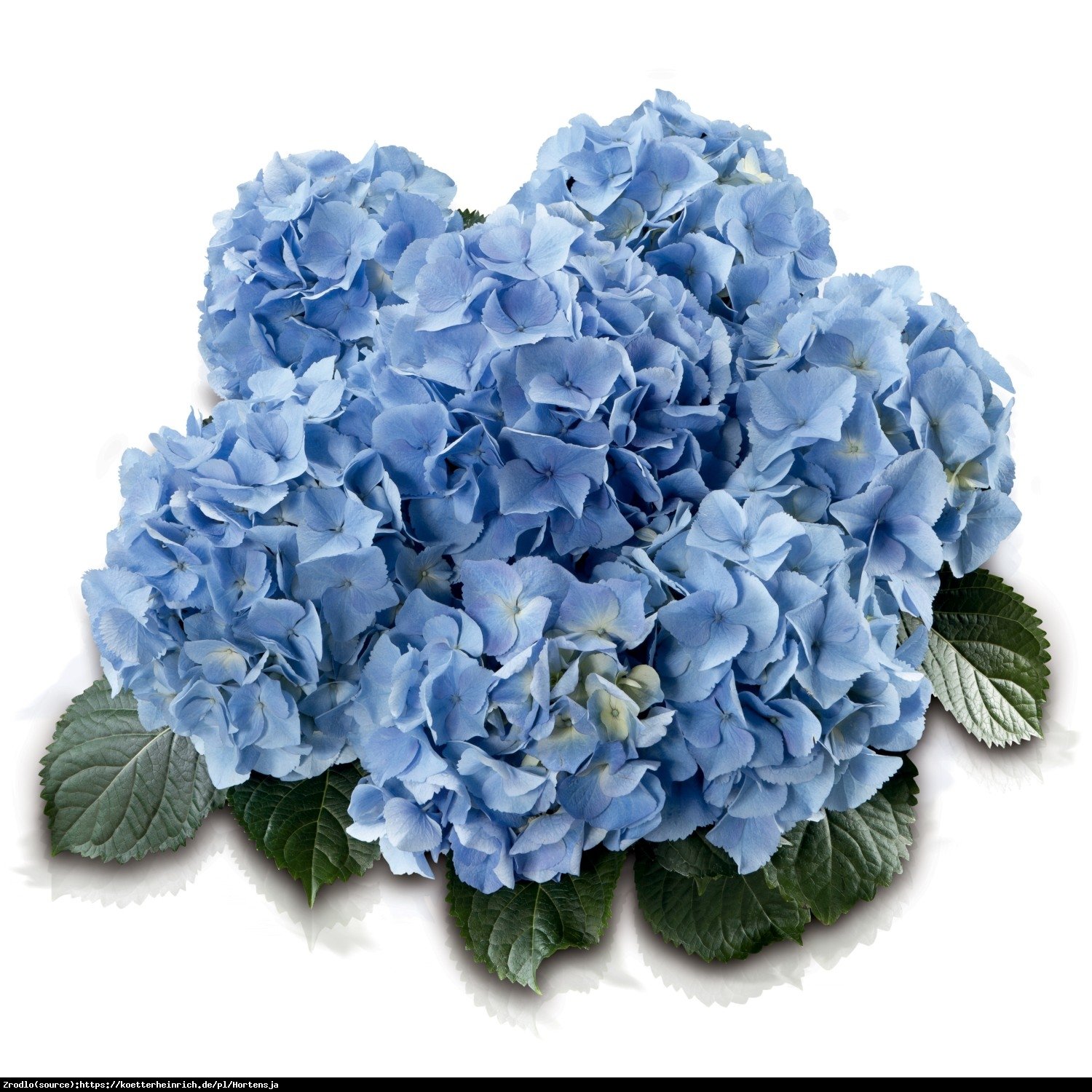 Hortensja ogrodowa Baby Blue - Hydrangea macrophylla Baby Blue