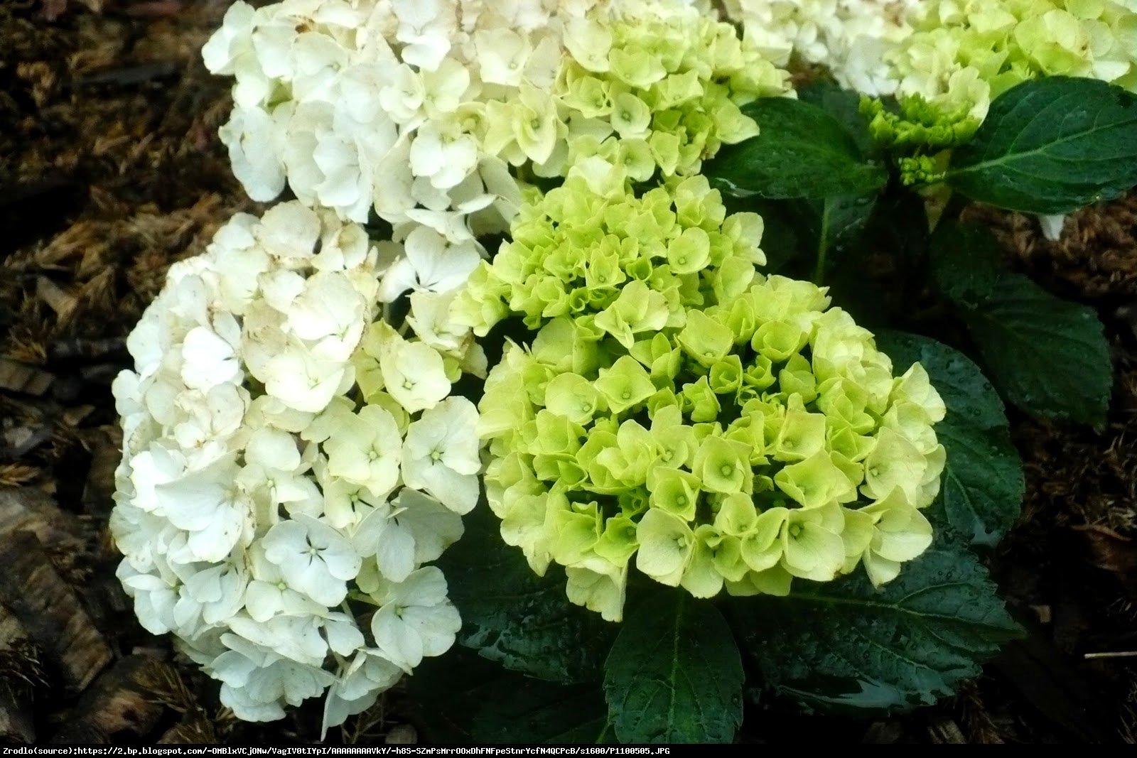 Hortensja ogrodowa  Bianco  - Hydrangea macrophylla  Bianco 