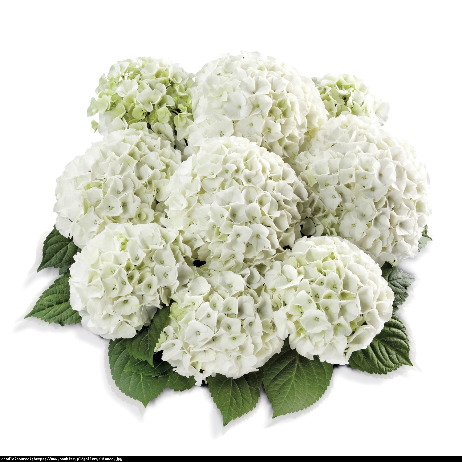 Hortensja ogrodowa  Bianco  - Hydrangea macrophylla  Bianco 