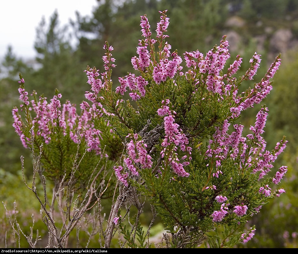 Wrzos pospolity w odmianach - Calluna vulgaris