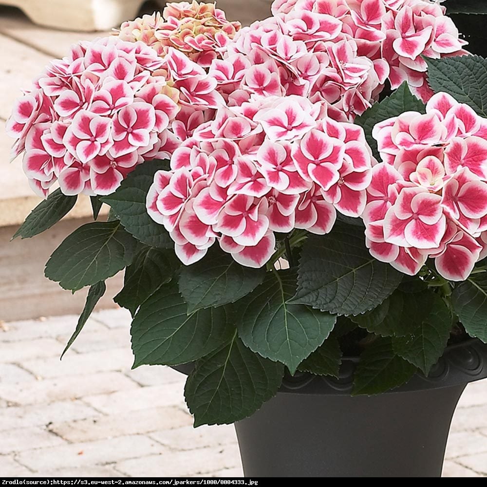 Hortensja Ogrodowa Camillla -  HYDRANGEA MACROPHYLLA Camilla