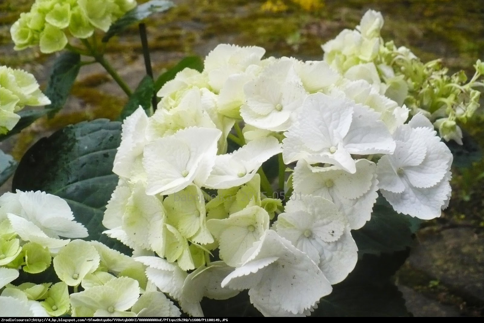 Hortensja ogrodowa Clarissa - Hydrangea macrophylla  Clarissa