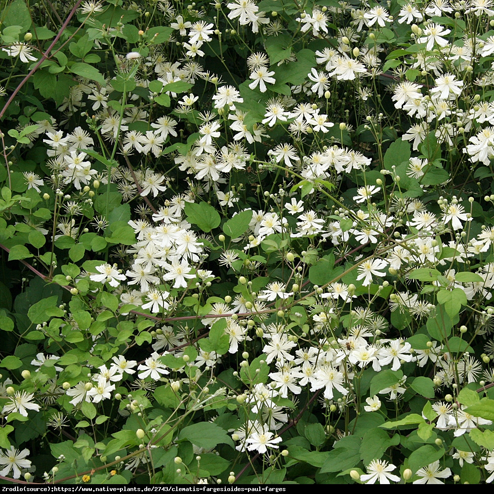 Powojnik (botaniczny) Pachnący Paul Farges  - CLEMATIS PAUL FARGES 