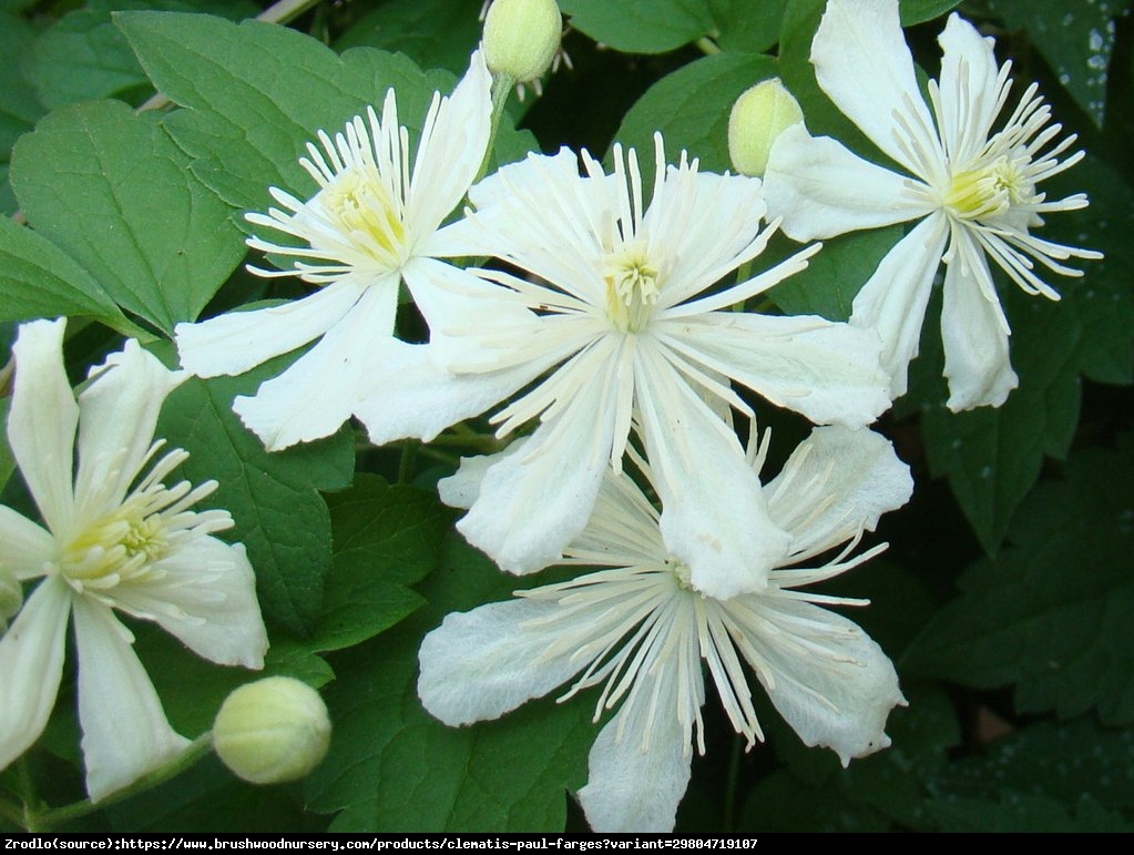 Powojnik (botaniczny) Pachnący Paul Farges  - CLEMATIS PAUL FARGES 