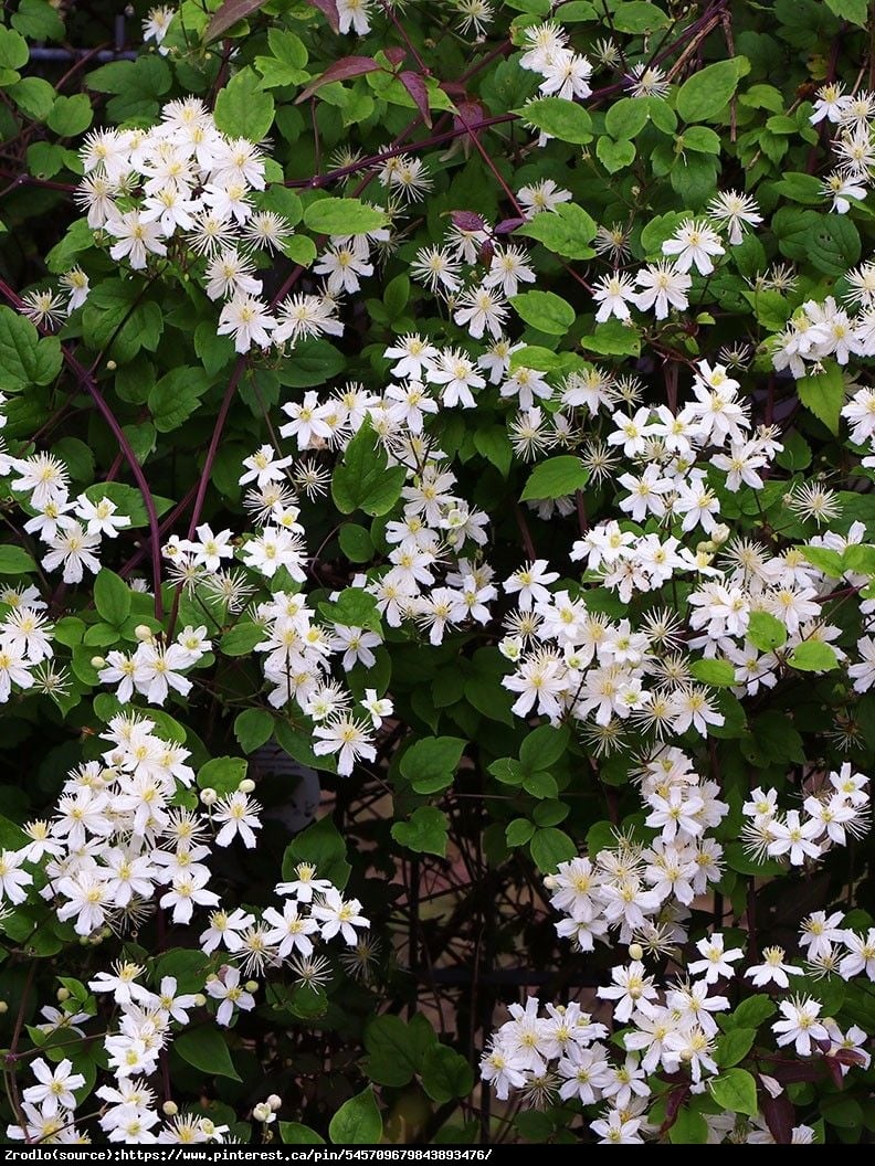 Powojnik (botaniczny) Pachnący Paul Farges  - CLEMATIS PAUL FARGES 