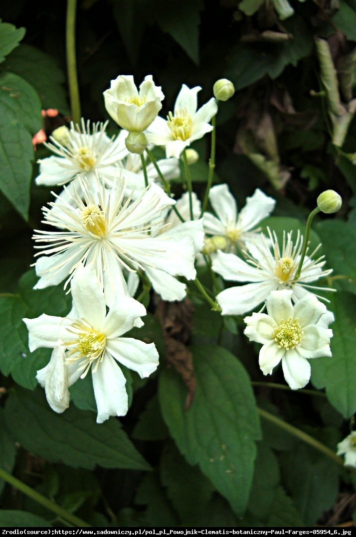 Powojnik (botaniczny) Pachnący Paul Farges  - CLEMATIS PAUL FARGES 