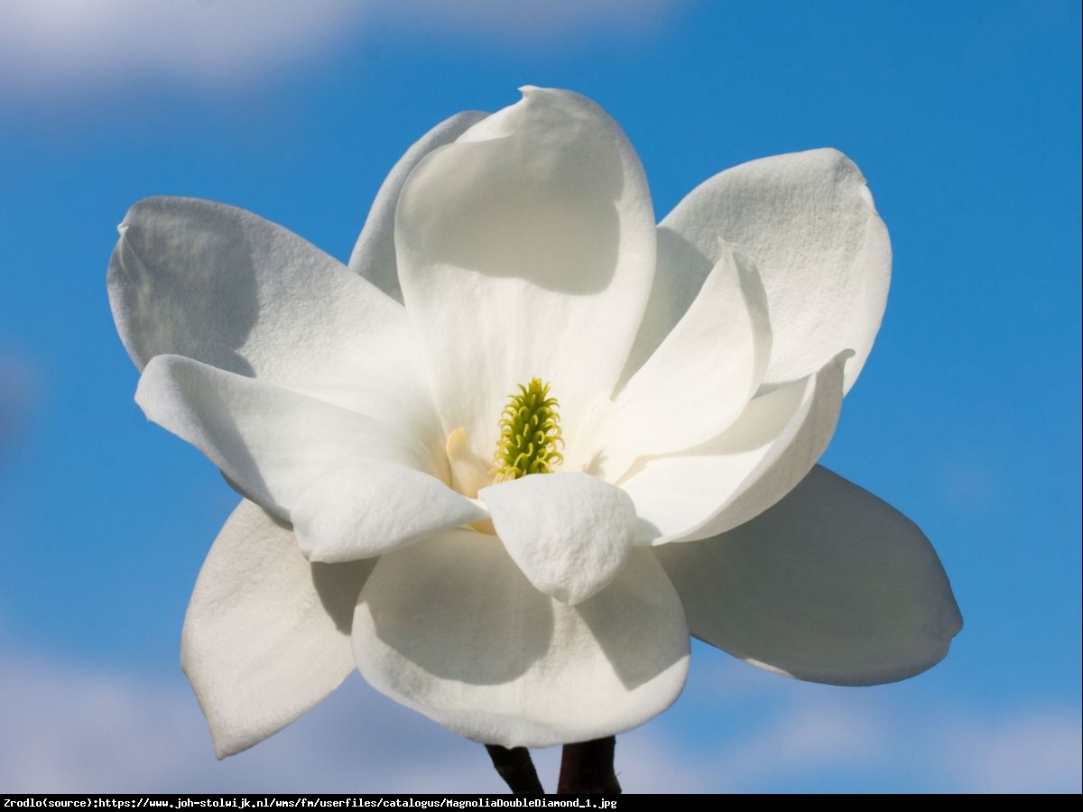 Magnolia  Double Diamond  - Magnolia denudata  Double Diamond 