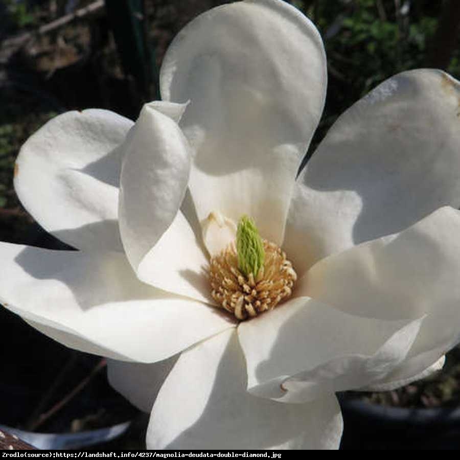 Magnolia  Double Diamond  - Magnolia denudata  Double Diamond 