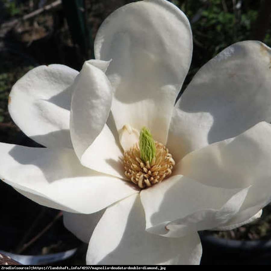 Magnolia  Double Diamond  - Magnolia denudata  Double Diamond 