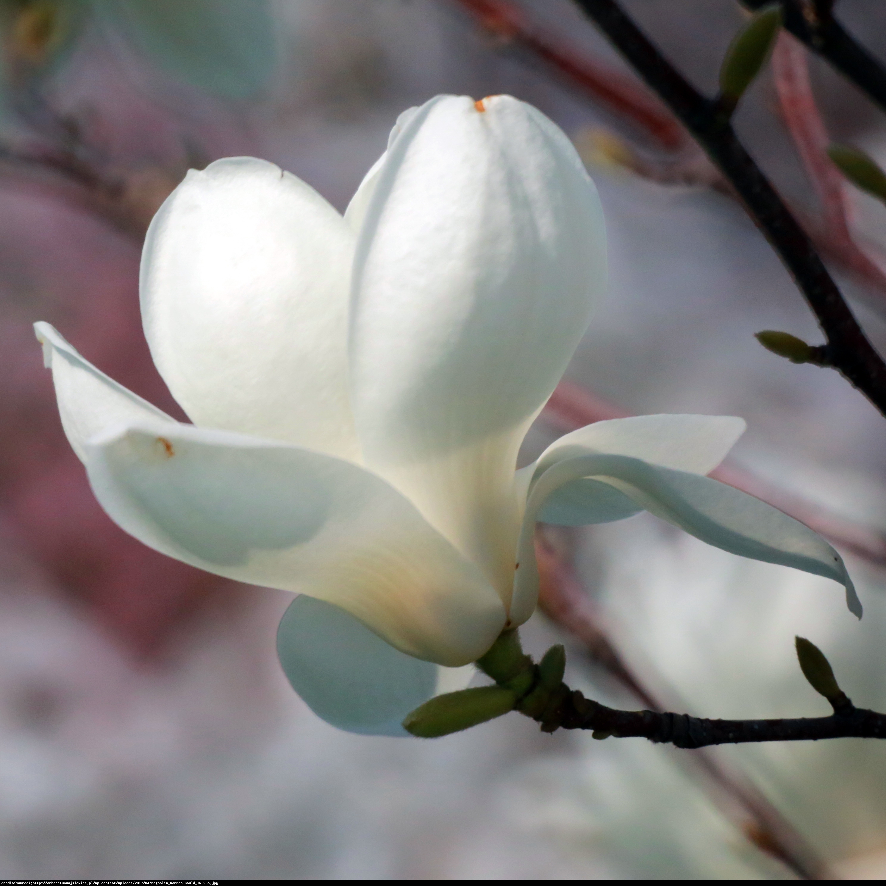 Magnolia  Double Diamond  - Magnolia denudata  Double Diamond 