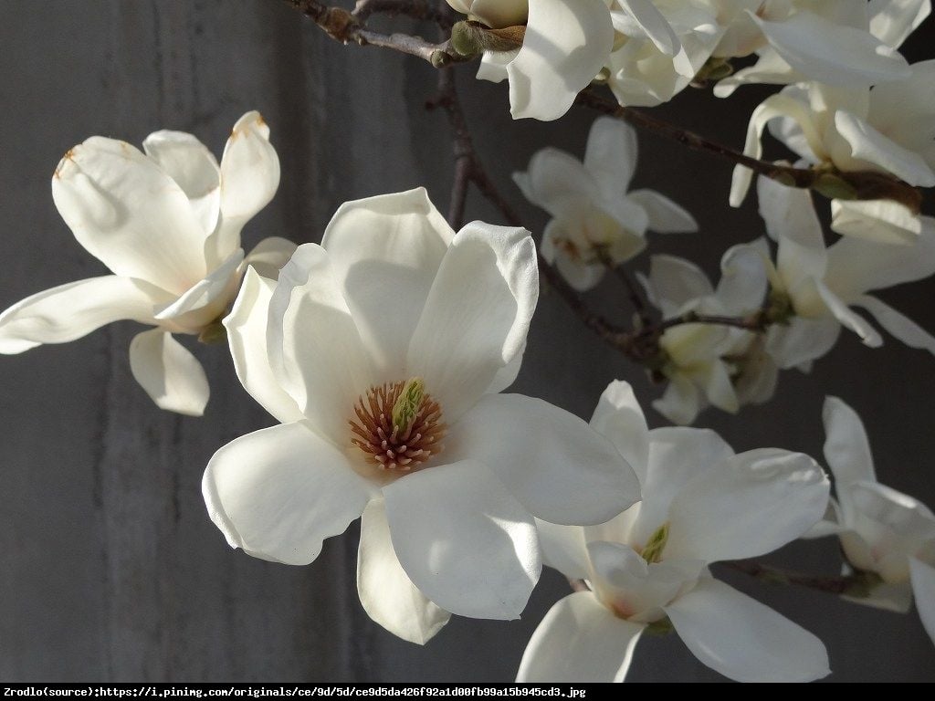 Magnolia  Double Diamond  - Magnolia denudata  Double Diamond 