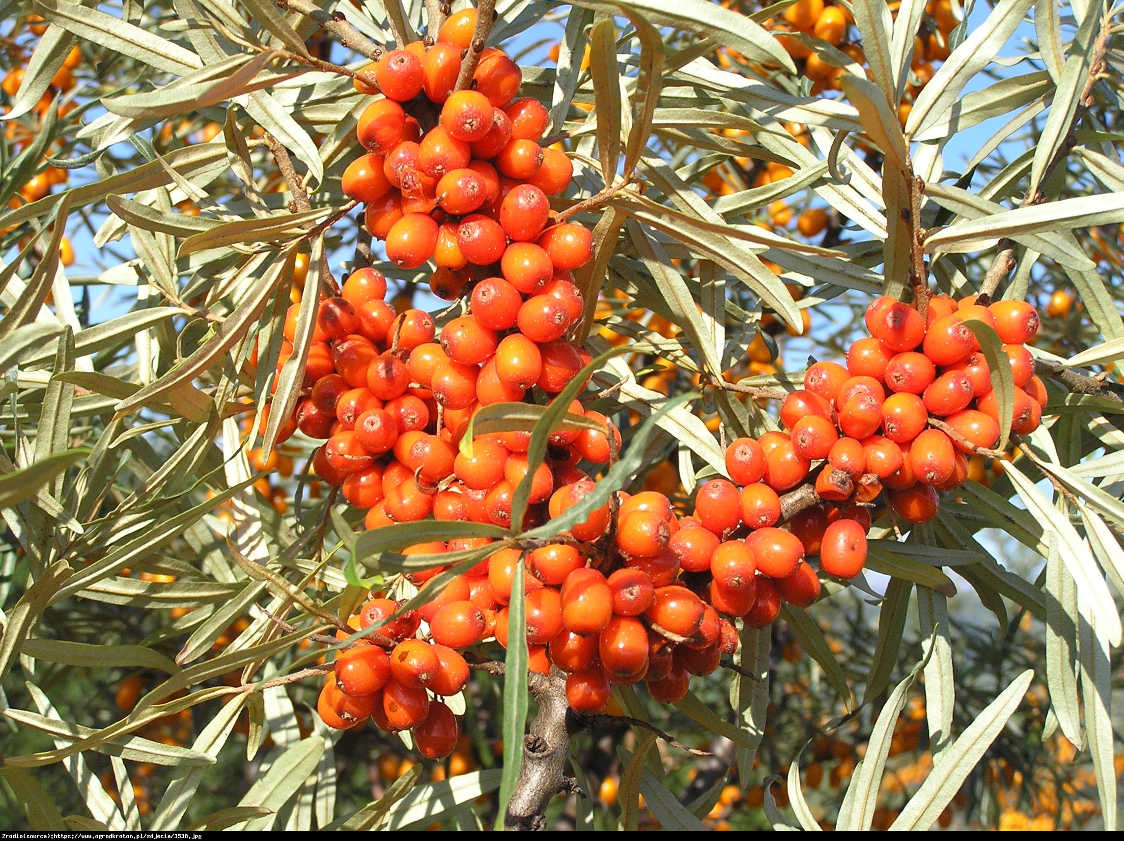 Rokitnik pospolity  Hergo - Hippophae rhamnoides  Hergo 