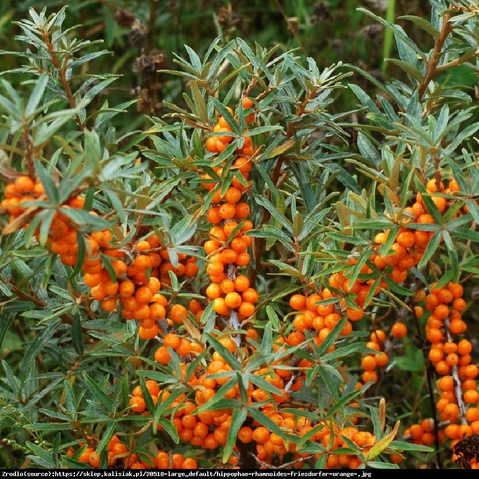 Rokitnik pospolity  Hergo - Hippophae rhamnoides  Hergo 