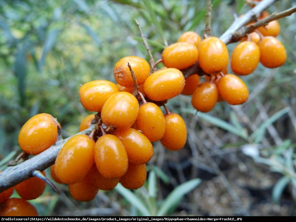 Rokitnik pospolity  Hergo - Hippophae rhamnoides  Hergo 