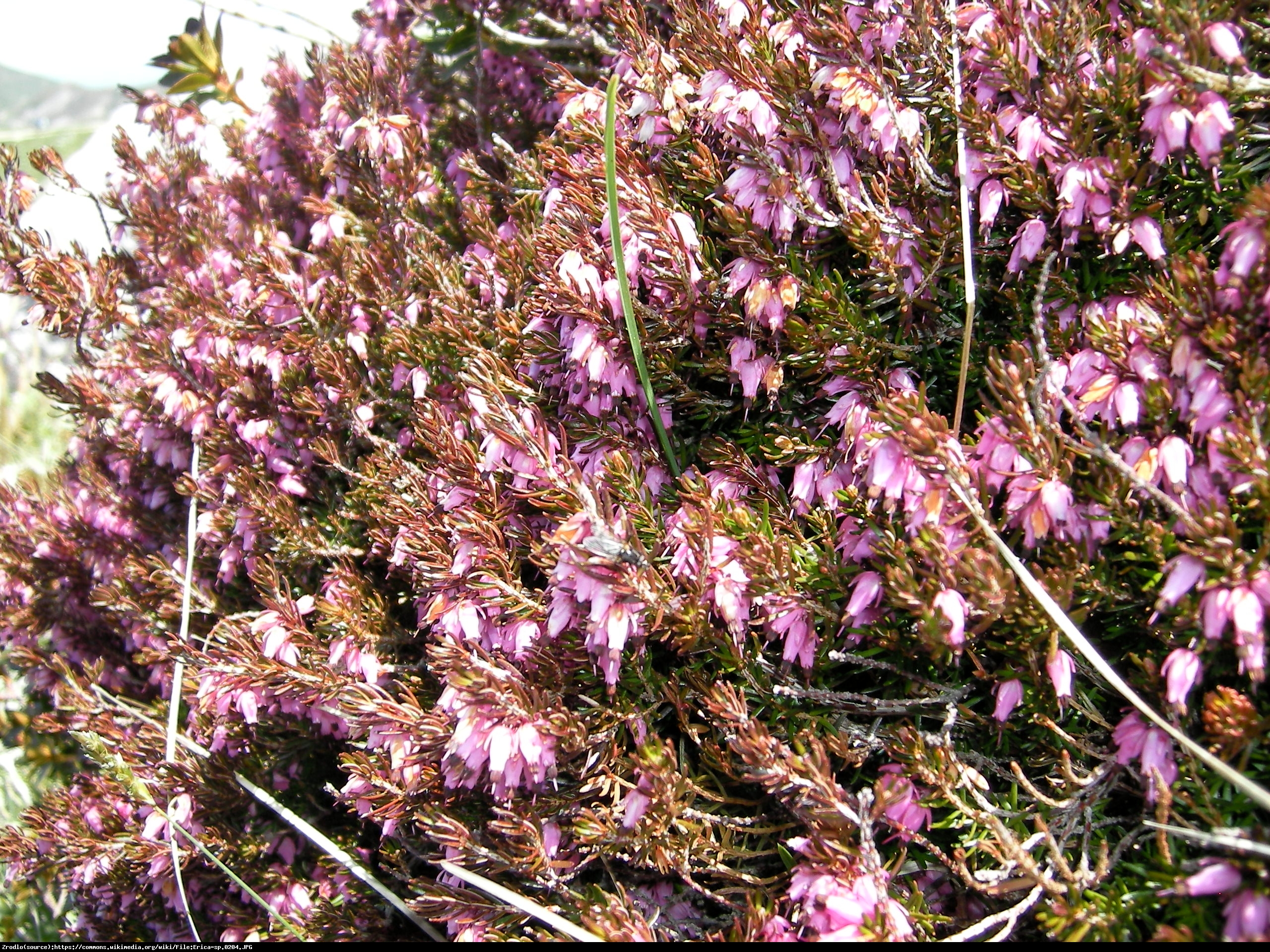 Wrzosiec sp. - Erica sp