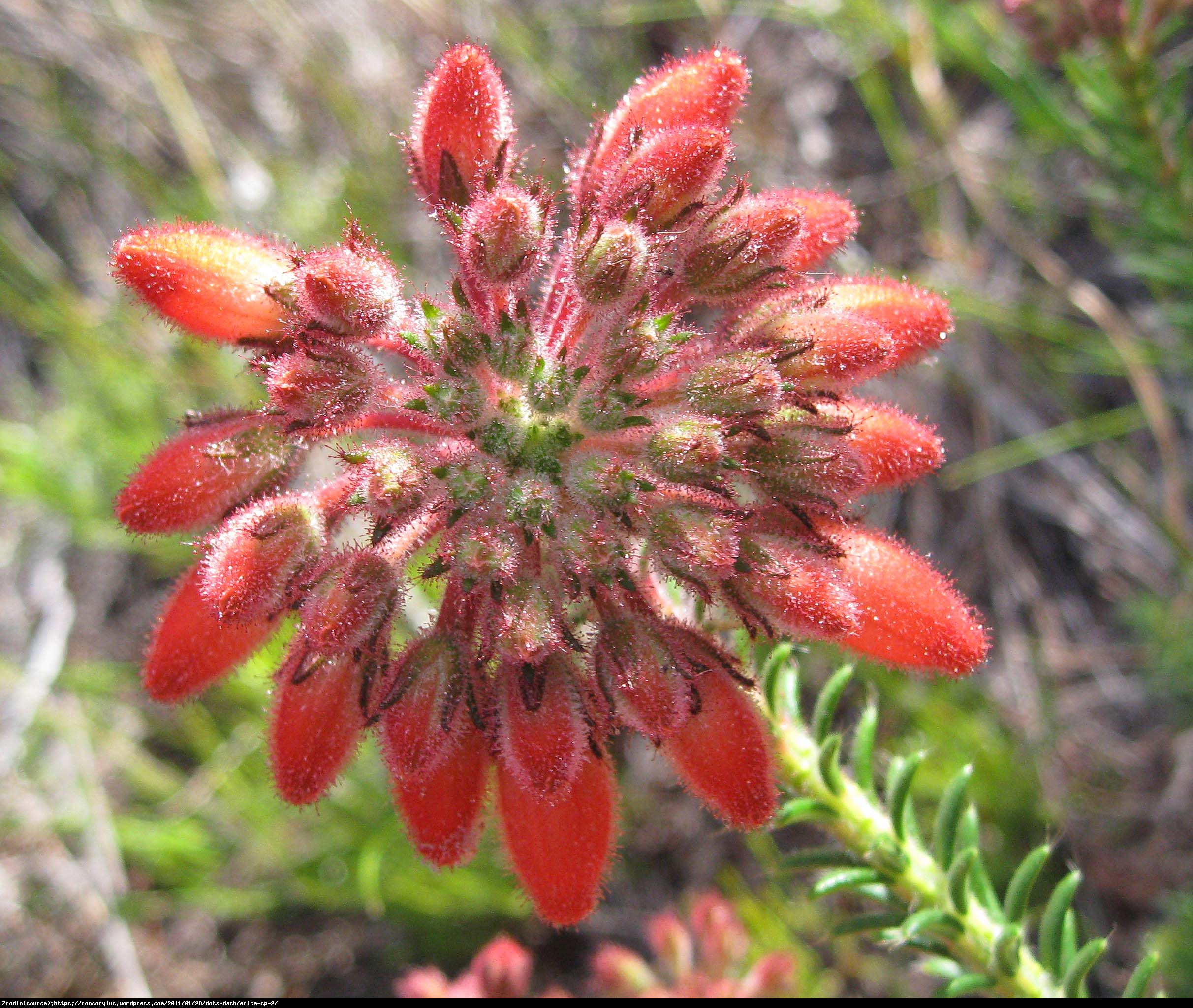 Wrzosiec sp. - Erica sp