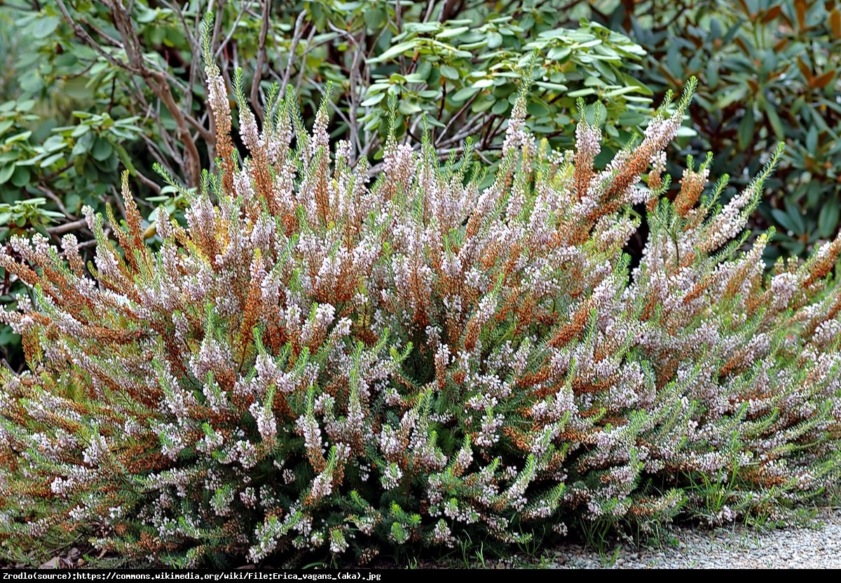 Wrzosiec sp. - Erica sp