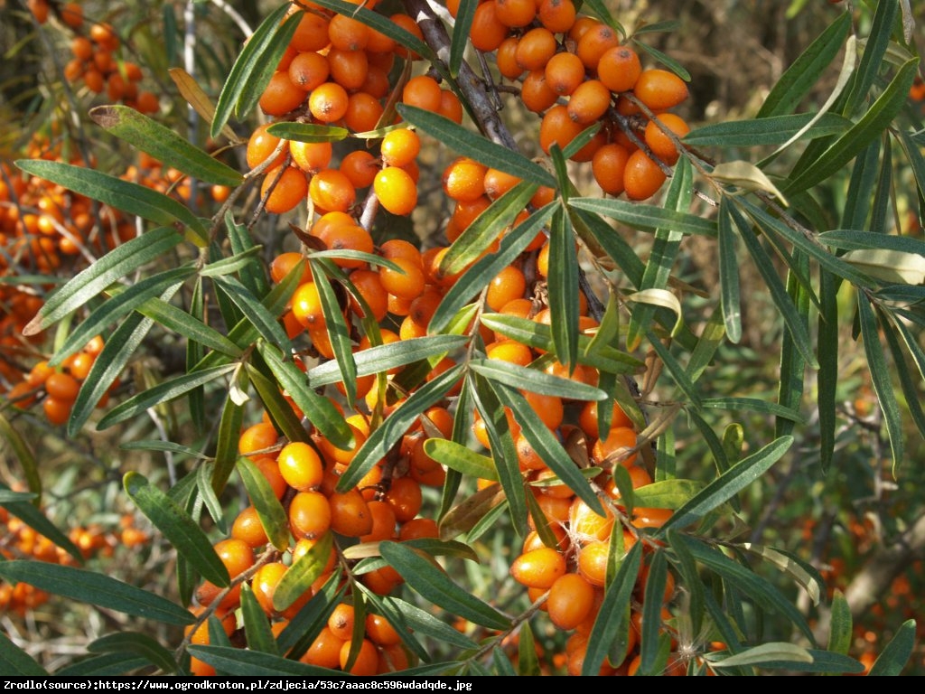 Rokitnik pospolity  Leikora - Hippophae rhamnoides  Leikora 