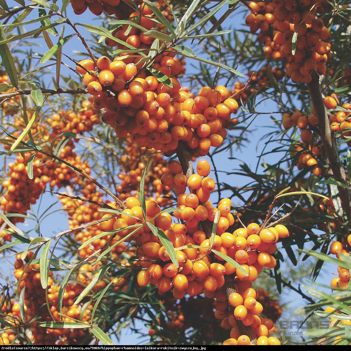 Rokitnik pospolity  Leikora - Hippophae rhamnoides  Leikora 