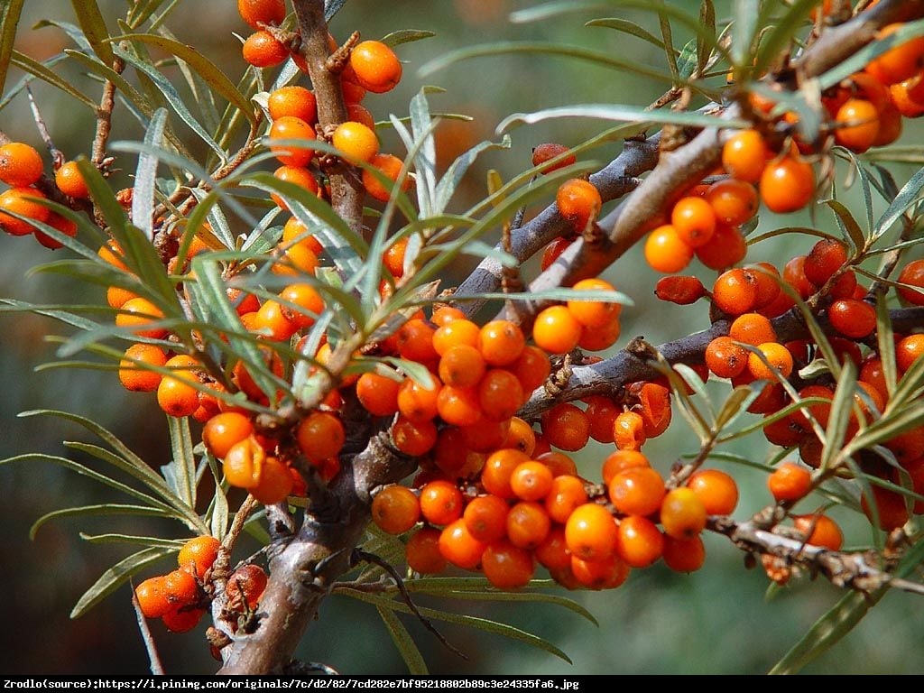 rokitnik samopylny FRIESDORFER ORANGE - Hippophae rhamnoides FRIESDORFER ORANGE