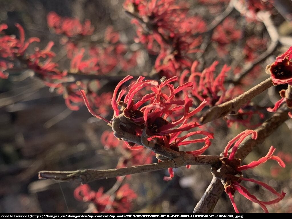 Oczar pośredni Ruby Glow - Hamamelis  intermedia Ruby Glow