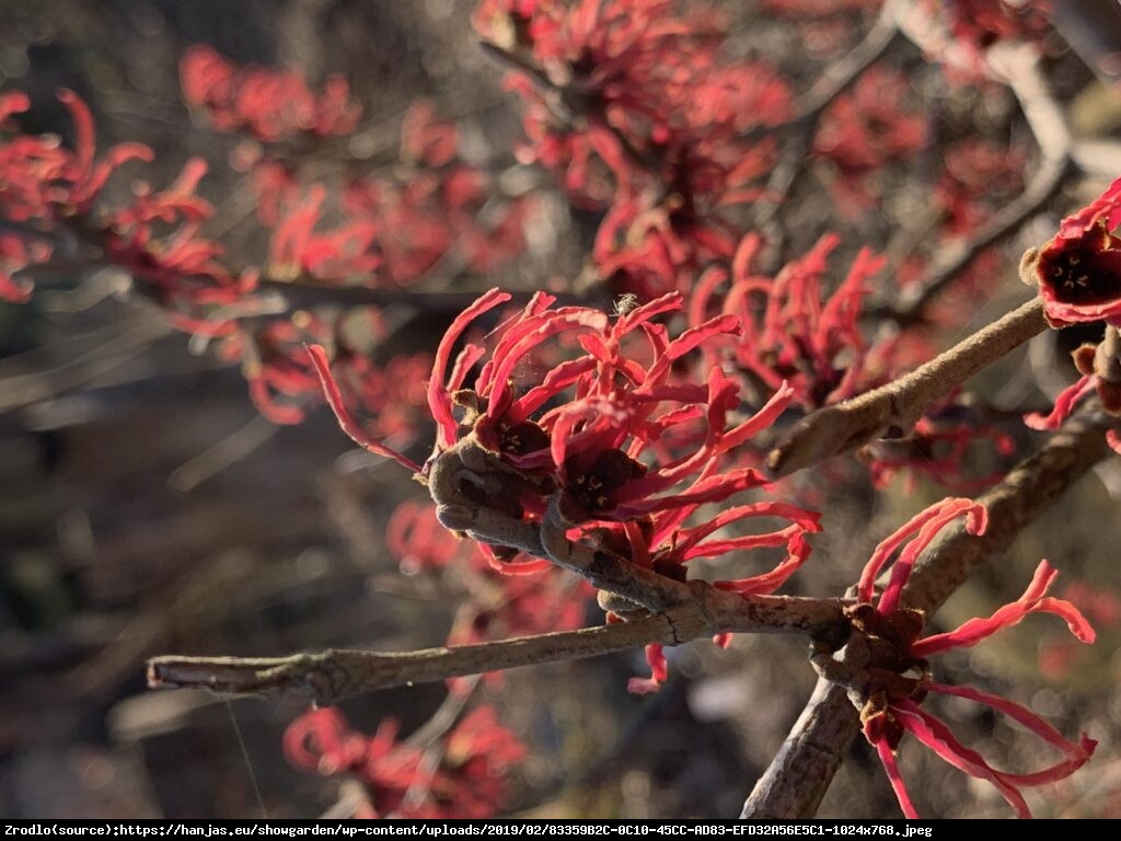 Oczar pośredni Ruby Glow - Hamamelis  intermedia Ruby Glow