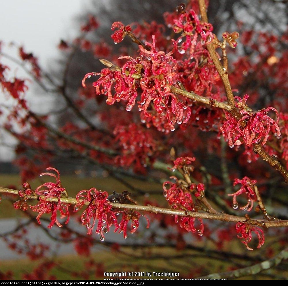 Oczar pośredni Ruby Glow - Hamamelis  intermedia Ruby Glow