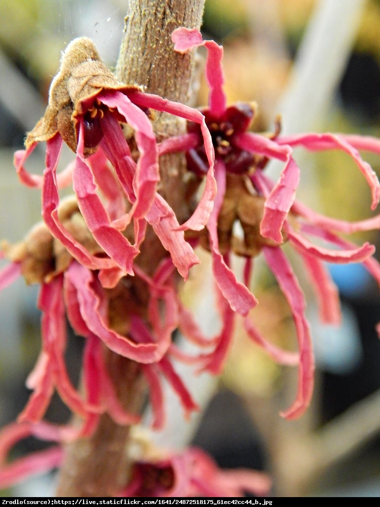 Oczar pośredni Ruby Glow - Hamamelis  intermedia Ruby Glow